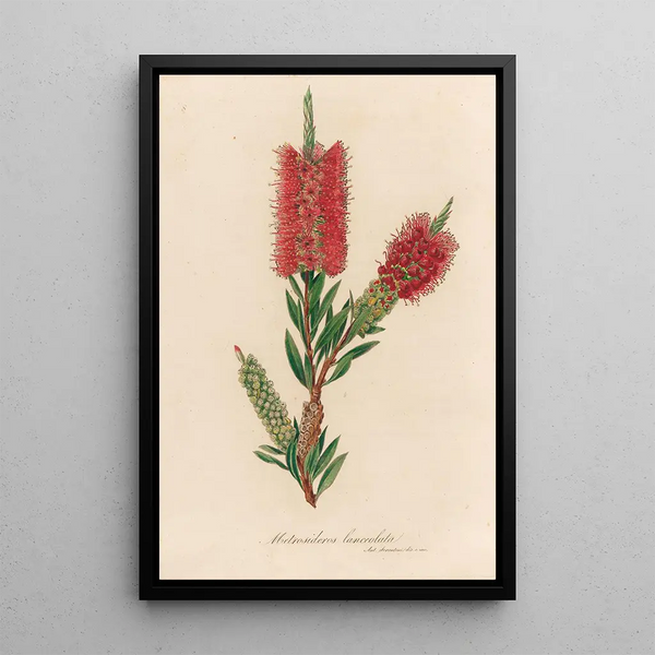 Gaetano Savi - Metrosideros lanceolata.webp