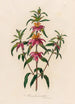 Monarda punctata - Gaetano Savi — vista de la obra