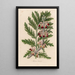 Phlomis laciniata - Gaetano Savi — framed artwork on a wall