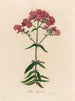 Phlox suffruticosa - Gaetano Savi — vista de la obra