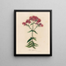 Phlox suffruticosa - Gaetano Savi — cuadro enmarcado en la pared