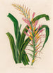Pitcairnia lanuginosa - Gaetano Savi — vista de la obra
