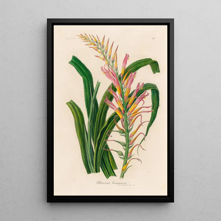 Gaetano Savi - Pitcairnia lanuginosa.webp