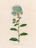 Plumbago auriculata - Gaetano Savi — vista de la obra