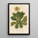 Primula palinuri - Gaetano Savi — framed artwork on a wall