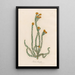 Protea hirsuta - Gaetano Savi — framed artwork on a wall