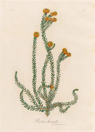 Gaetano Savi - Protea hirsuta.webp