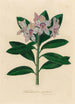Rhododendron ponticum - Gaetano Savi — vista de la obra