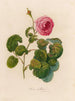 Rosa bullata - Gaetano Savi — vista de la obra