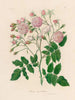Rosa noisettiana - Gaetano Savi — vista de la obra