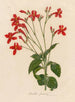 Ruellia formosa - Gaetano Savi — artwork view
