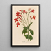 Ruellia formosa - Gaetano Savi — framed artwork on a wall