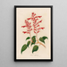Salvia splendens - Gaetano Savi — cuadro enmarcado en la pared