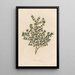 Serissa foetida - Gaetano Savi — cuadro enmarcado en la pared