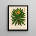 Sonchus torulosus - Gaetano Savi — cuadro enmarcado en la pared
