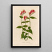 Spigelia marilandica - Gaetano Savi — cuadro enmarcado en la pared