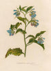 Symphytum asperrimum - Gaetano Savi — artwork view