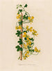 Tropaeolum peregrinum - Gaetano Savi — vista de la obra