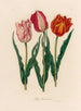 Tulipe gesneriana - Gaetano Savi — vista de la obra