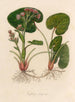 Tussilage odorant - Gaetano Savi — artwork view