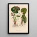 Tussilage odorant - Gaetano Savi — framed artwork on a wall