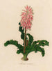 Veltheimia viridifolia - Gaetano Savi — vista de la obra