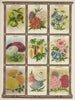 Balsamine a globo Brachycome Bellis - Genesee Valley Lithograph & Co.. — vista de la obra
