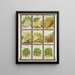Celery root green cabbage - Genesee Valley Lithograph & Co.. — framed artwork on a wall