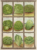 Lettuce - Genesee Valley Lithograph & Co.. — artwork view