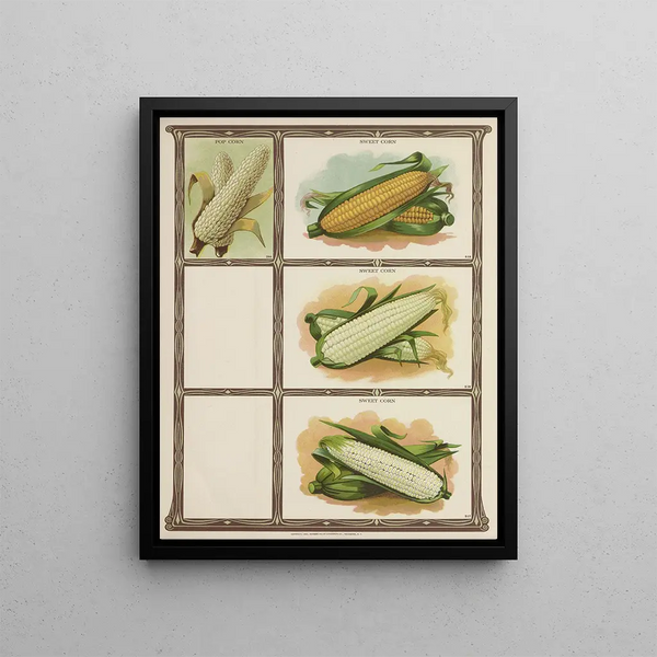 Genesee Valley Lithograph Co - Pop Corn Sweet Corn.webp