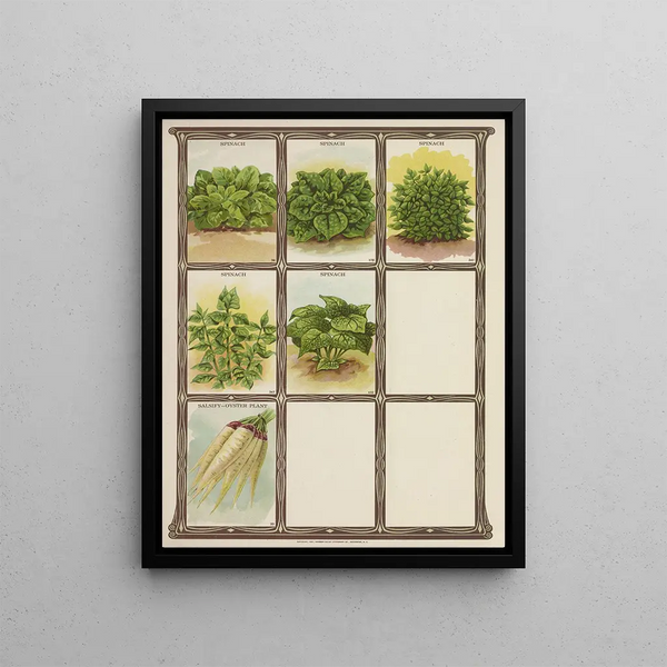 Genesee Valley Lithograph Co - Spinach SalsifyOyster Plant.webp