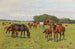 Horses in a Field - Georg Carl Koch — artwork view