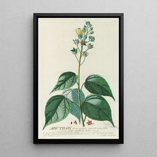 Georg Dionysius Ehret - Abutilon.webp