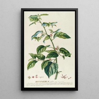 Georg Dionysius Ehret - Byttneria.webp