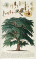 Cedar II - Georg Dionysius Ehret — artwork view