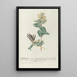 Georg Dionysius Ehret - Galega.webp