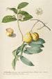 Goyave - Georg Dionysius Ehret — artwork view