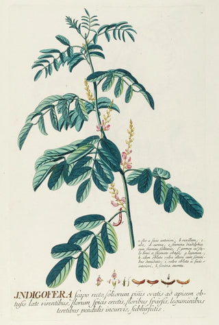 Georg Dionysius Ehret - Indigofera II.webp