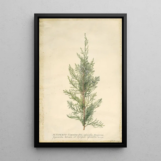 Georg Dionysius Ehret - Juniper.webp