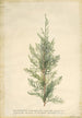 Juniper - Georg Dionysius Ehret — artwork view