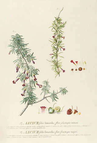 Georg Dionysius Ehret - Lycium.webp