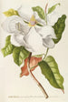 Magnolia II - Georg Dionysius Ehret — vista de la obra