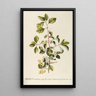 Georg Dionysius Ehret - Mespilus.webp