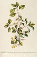 Mespilus - Georg Dionysius Ehret — vista de la obra