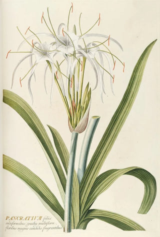 Georg Dionysius Ehret - Pancratium.webp