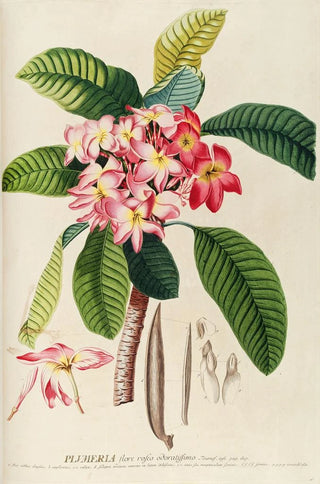 Georg Dionysius Ehret - Plumeria.webp
