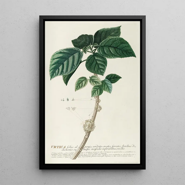Georg Dionysius Ehret - Urtica.webp