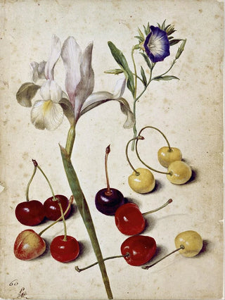 Georg Flegel - Spanish iris morning glory and cherries.webp