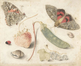 Estudios de frutas, insectos y conchas - Georg Flegel — vista de la obra