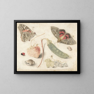 Estudios de frutas, insectos y conchas - Georg Flegel — cuadro enmarcado en la pared